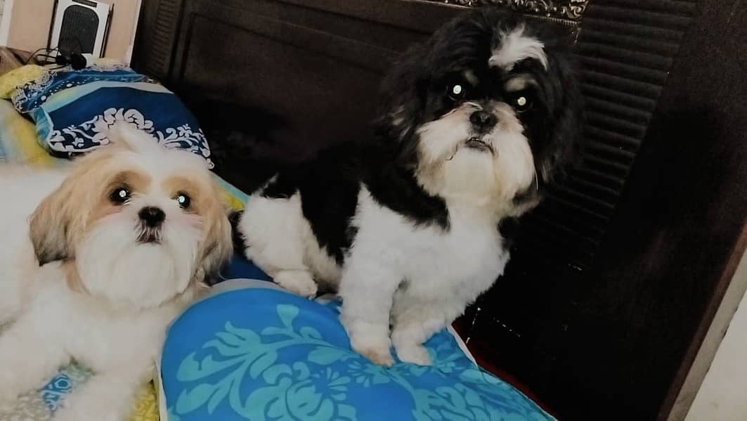 Shih Tzu contact WhatsApp +966547031479 2