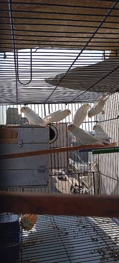 parrot and cage for sale