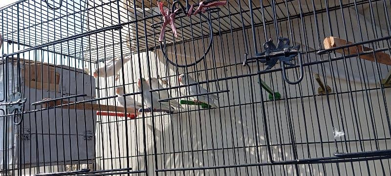 parrot and cage for sale 1