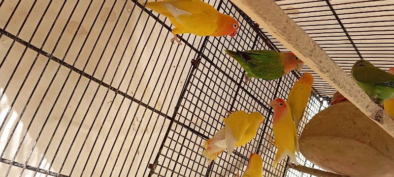 parrot and cage for sale 4