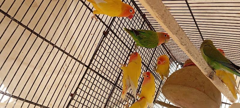 parrot and cage for sale 5