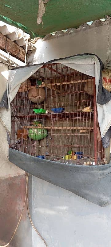 parrot and cage for sale 8