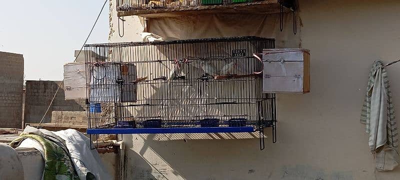 parrot and cage for sale 11