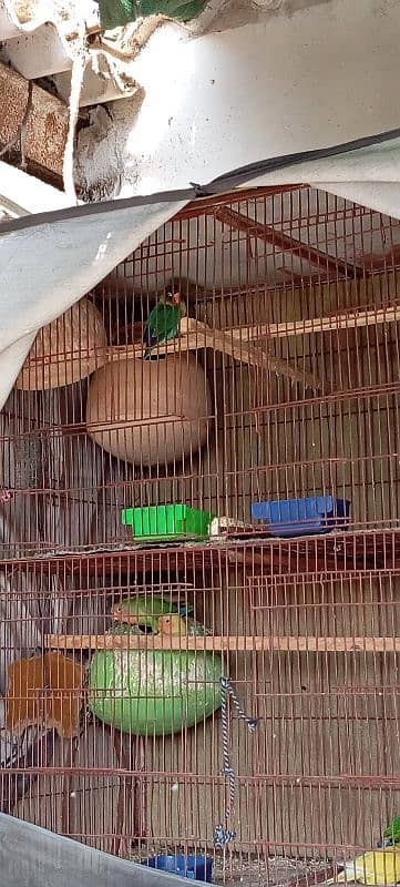 parrot and cage for sale 12