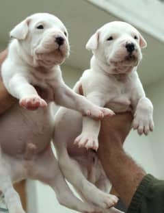 Imported Dogo argentino puppies available for sale