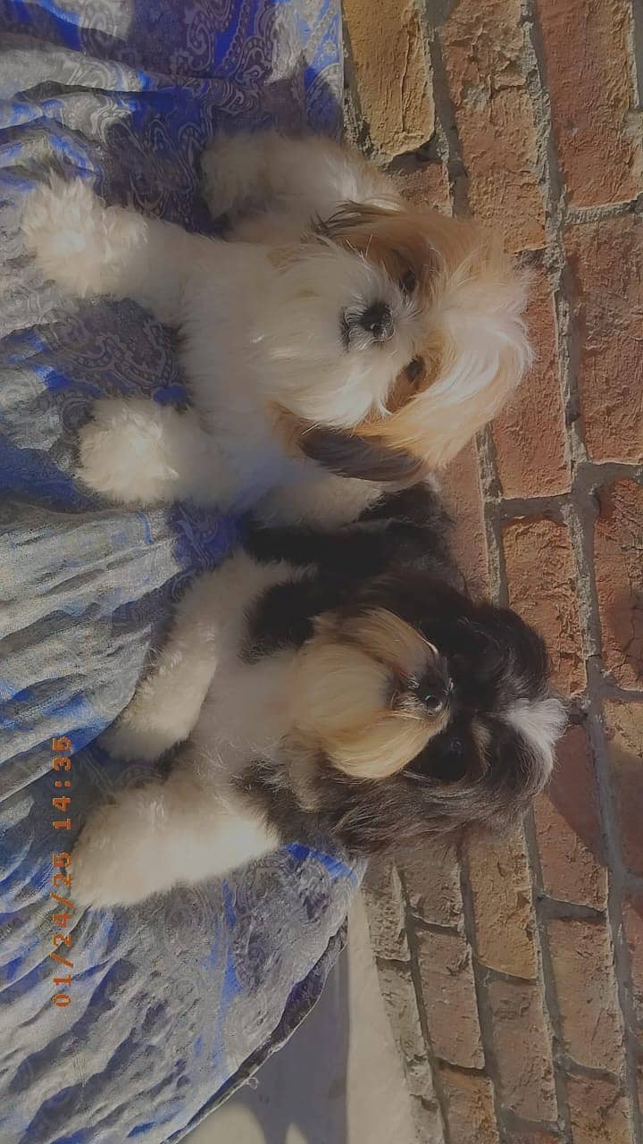 Shih Tzu contact WhatsApp +966547031479 3