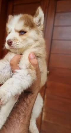 Top quality siberian husky puppies available for sale