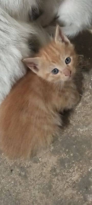 kittens and cat for sale 0