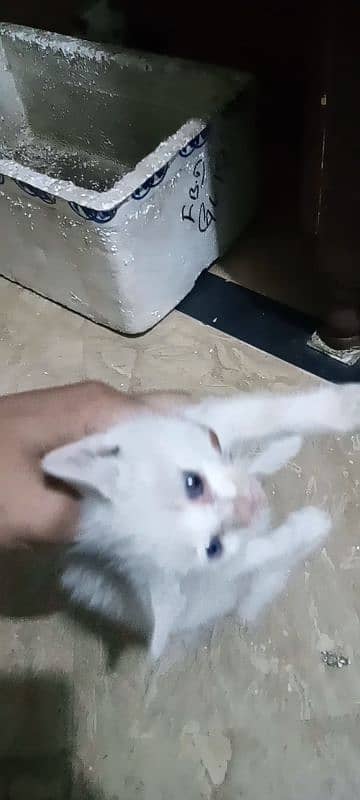 kittens and cat for sale 3