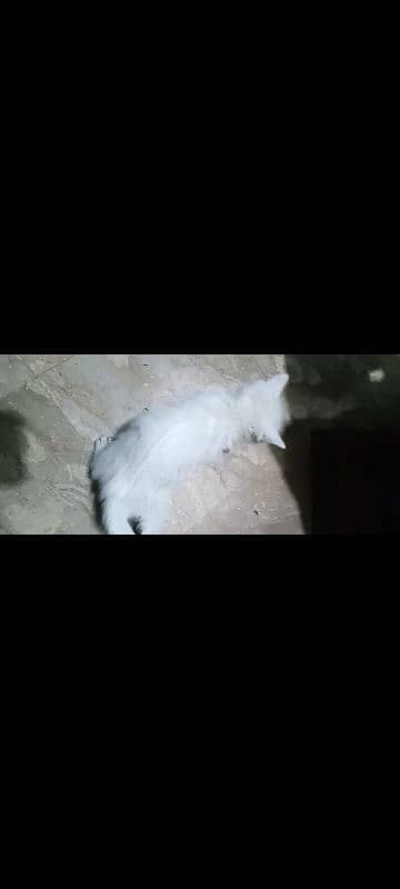 kittens and cat for sale 4