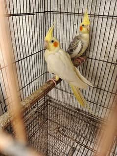 COCKTAIL BREDEE PAIR WITH 2 CHICKS OR BOX ALL PRICE -7500