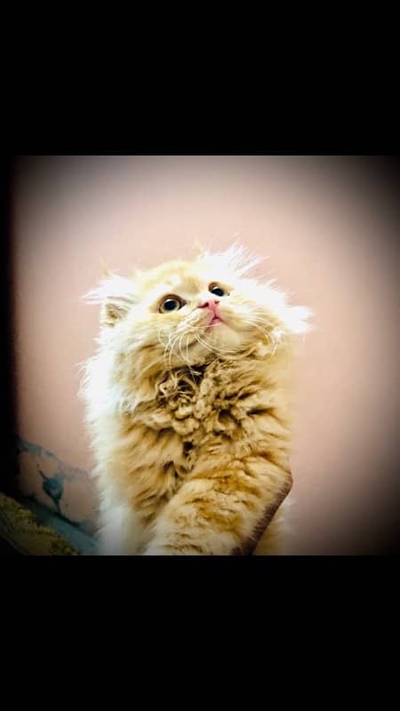 persian piki face cat / triple coat / Piki male / extream punch face 0