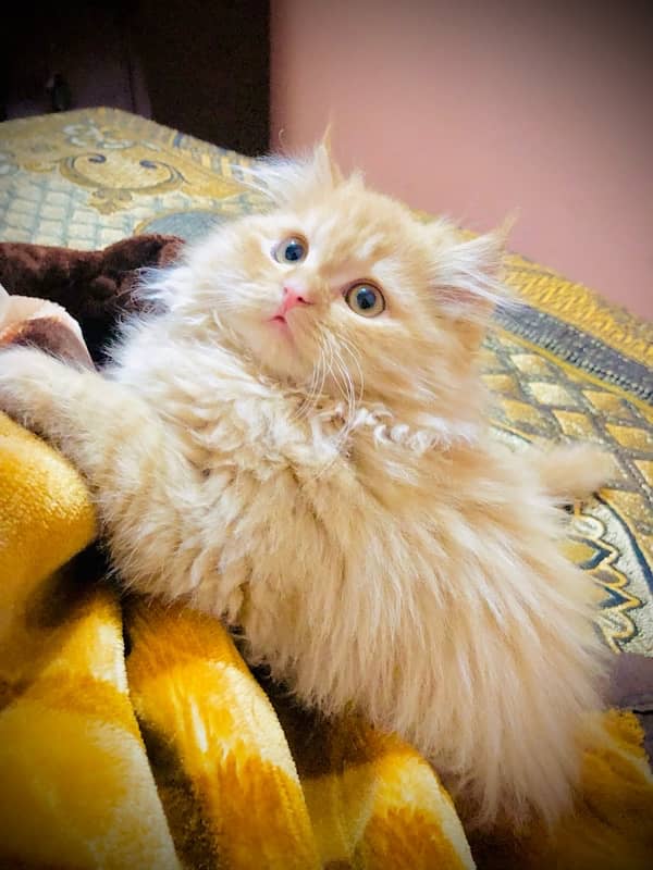 persian piki face cat / triple coat / Piki male / extream punch face 1