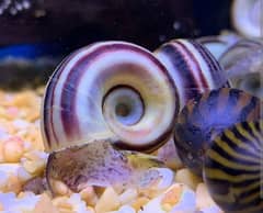 Gaint Colombian Ramshorn snail/Ramshorn snail/aquarium snail available