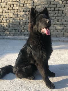 Black German Shepherd Pink Pedigree