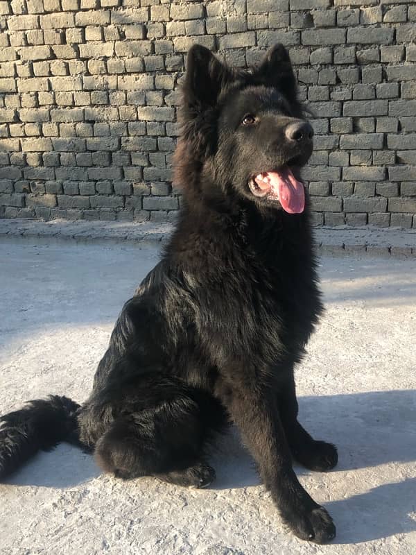 Black German Shepherd Pink Pedigree 0