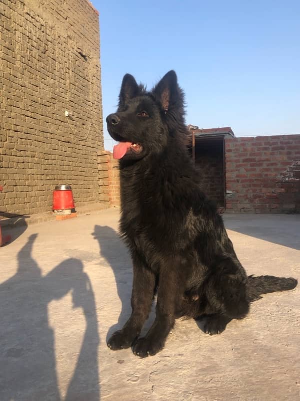 Black German Shepherd Pink Pedigree 1