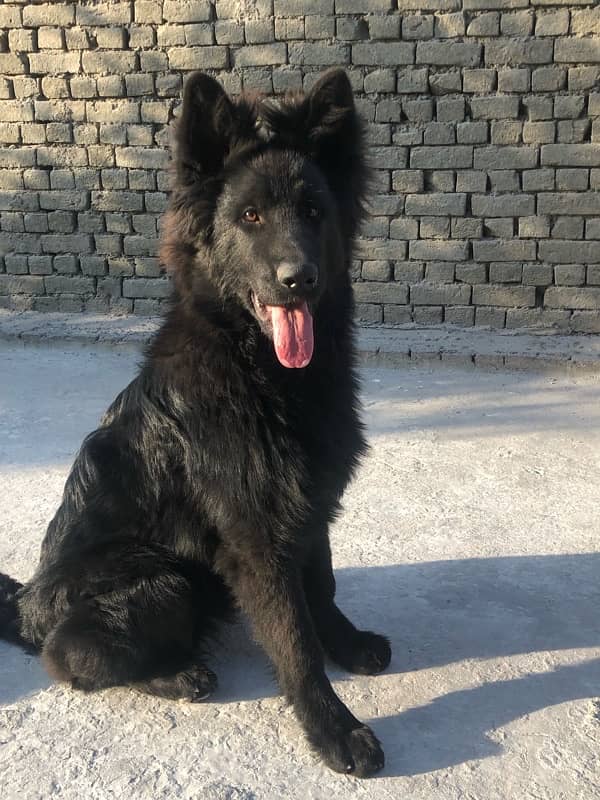 Black German Shepherd Pink Pedigree 2