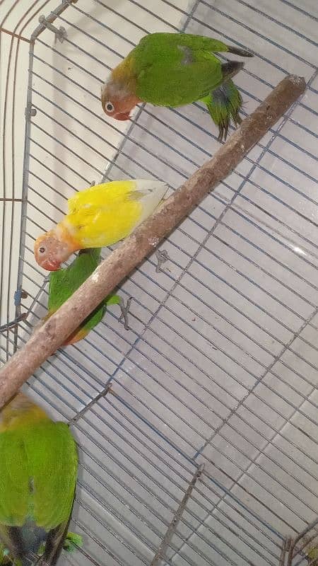 Love birds For sale (first clutch 4 babies) 0