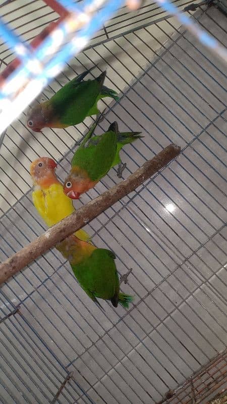 Love birds For sale (first clutch 4 babies) 1