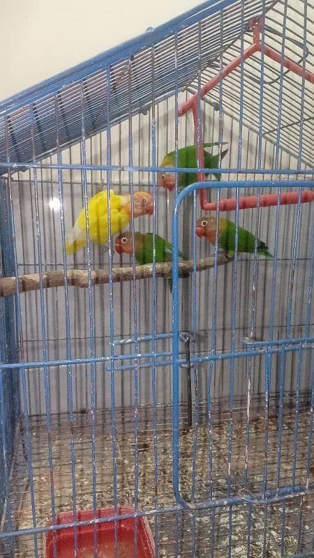 Love birds For sale (first clutch 4 babies) 2