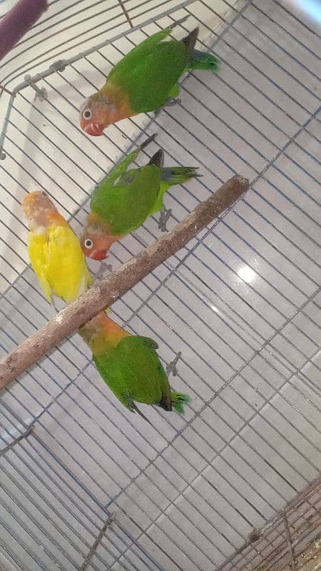 Love birds For sale (first clutch 4 babies) 3