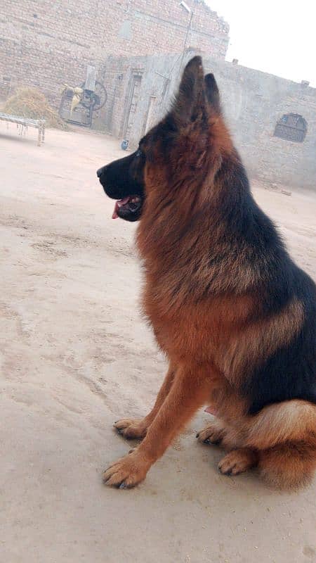 German shepherd male rabta num 03001010634 0