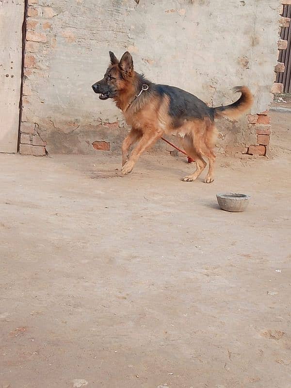 German shepherd male rabta num 03001010634 1