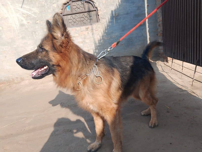 German shepherd male rabta num 03001010634 2