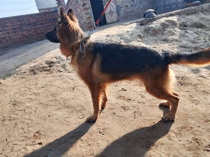 German shepherd male rabta num 03001010634 3