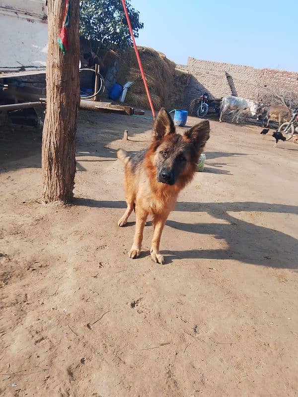 German shepherd male rabta num 03001010634 4