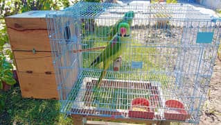 Birds Cage For Sale/ Parrot Cage / Iron Cage / Strong Cage / Cages