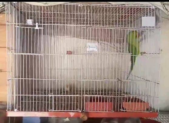 Birds Cage For Sale/ Parrot Cage / Iron Cage / Strong Cage / Cages 1