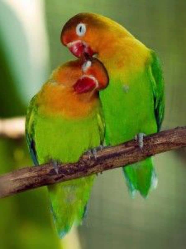 Love Birds With Eggs 1