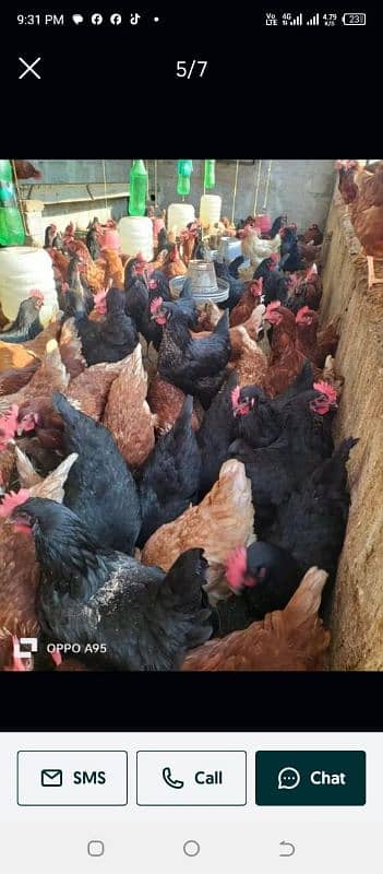 lohman brown 100% fertile eggs available 0