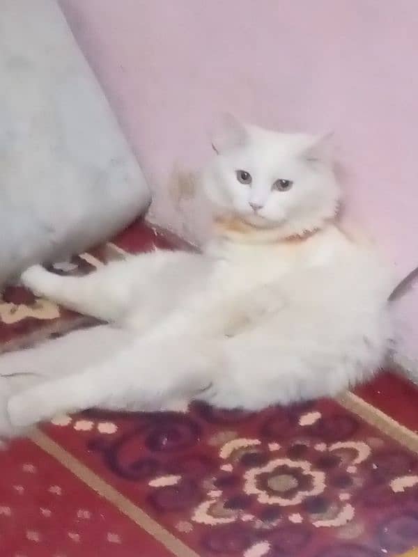 hi I'm selling a Persian cat 1