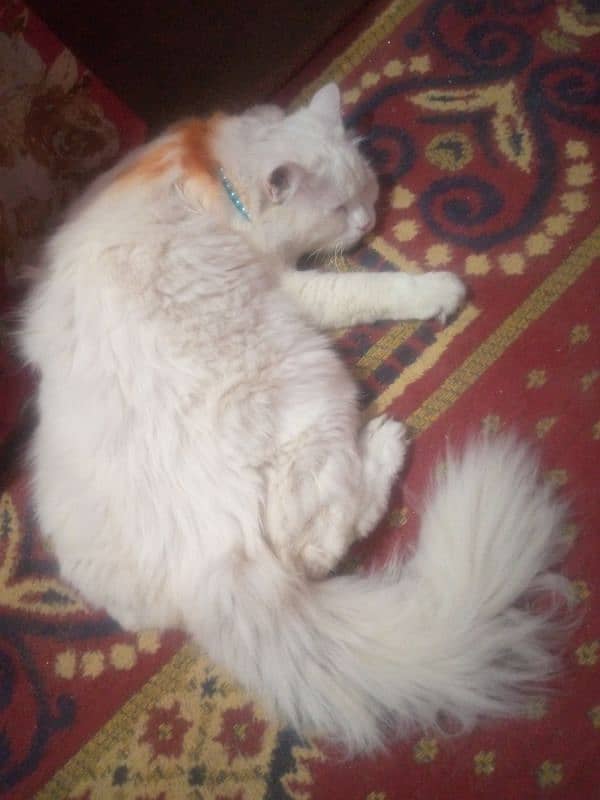 hi I'm selling a Persian cat 2