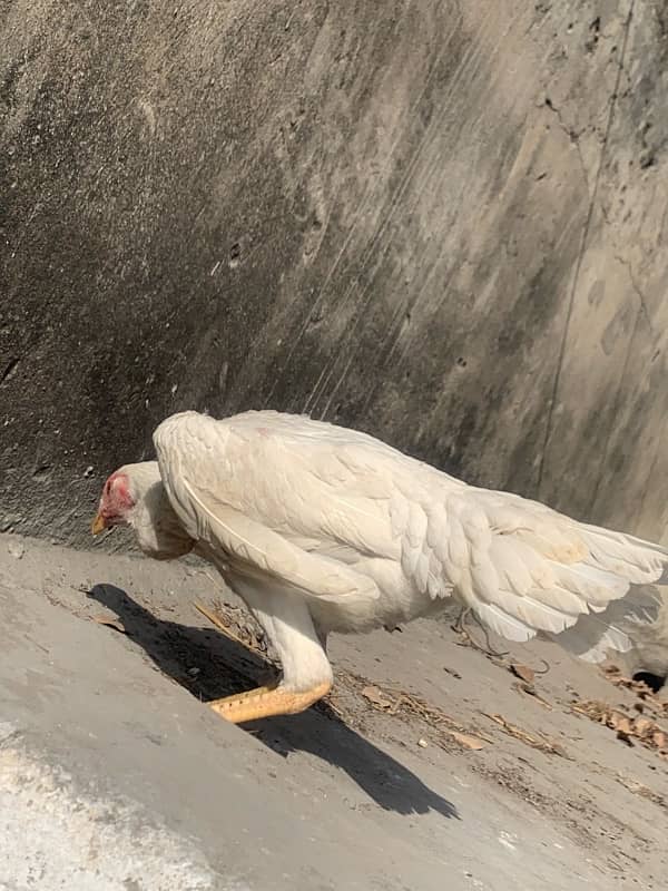 paper white shamo female for sale 0