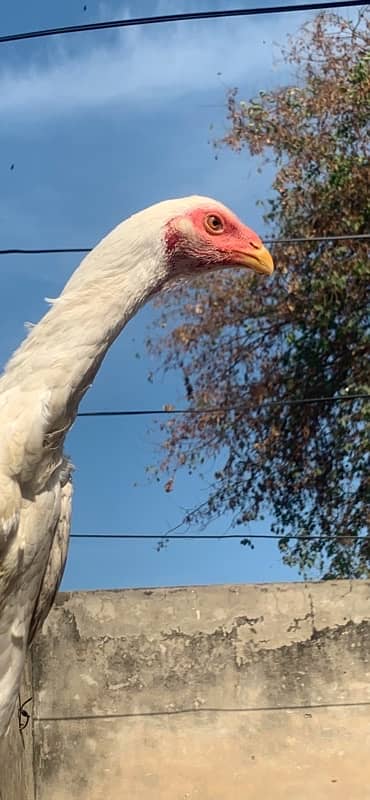 paper white shamo female for sale 4