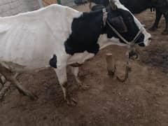 Friesian Australian cholastani cross cow for sale. 03180008077