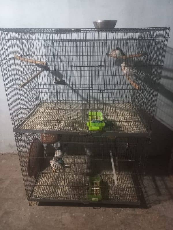 Birds with Cages 4