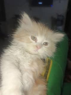 male baby kitten for sale