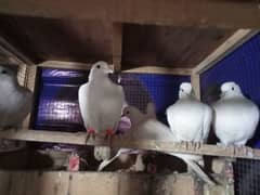 breeder pair 100% guarantee ke sath 03426068586