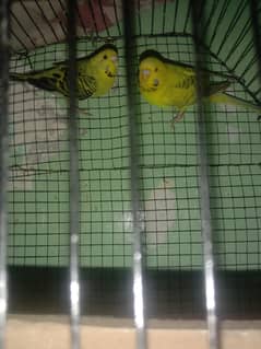 Tcb budgie breeder pair