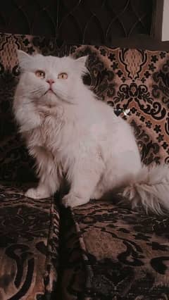 Triple coat Persian cat for sale