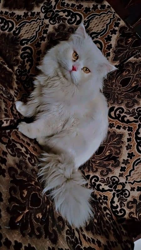 Triple coat Persian cat for sale 2