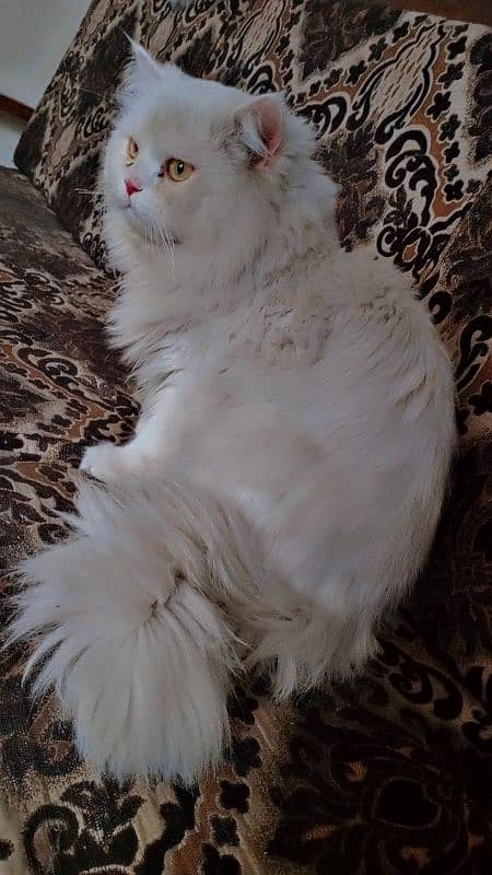 Triple coat Persian cat for sale 3