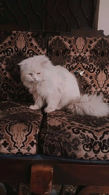 Triple coat Persian cat for sale 4