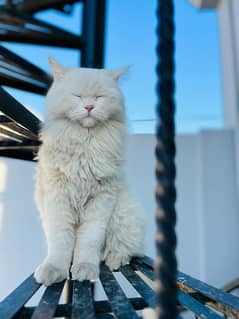 Persian Cat