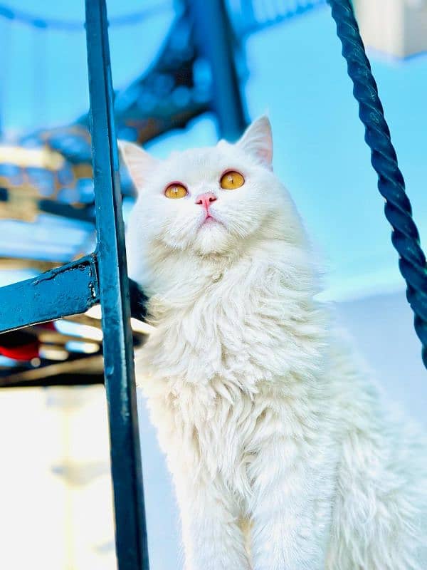 Persian Cat 1